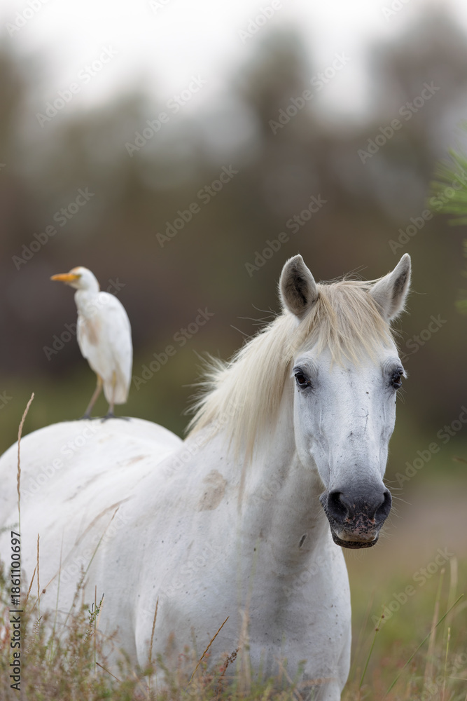 Obraz premium Camargue horse with a cattle egret on the back in the Camargue, France.
