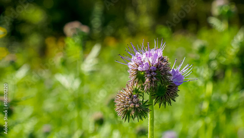 Phacelia. A flower. The purple flower of the Aquarius family. A wild flowering plant.