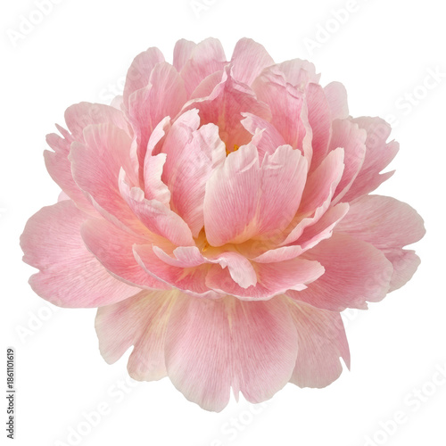 Schilderij op canvas Beautiful light pink peony flower bloom isolated