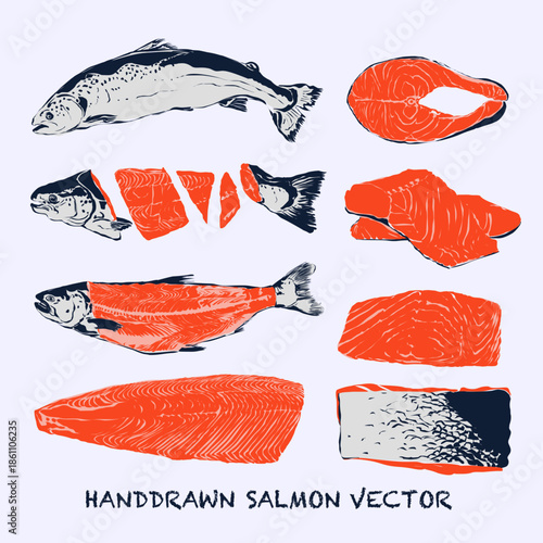 Handdrawn salmon vector illustration for branding, packaging and pattern