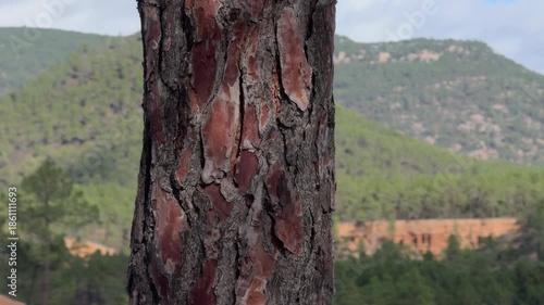 Weathered Pine Trunk With Passing Cloud Shadows