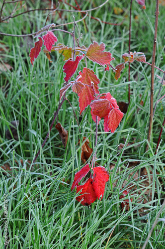 Red frozen plant