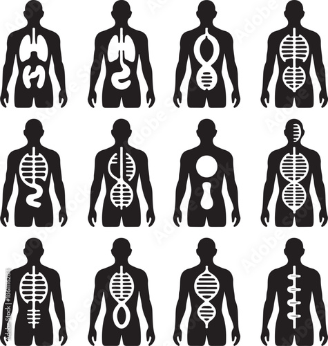 human body anatomy silhouettes with internal organs and skeletal system