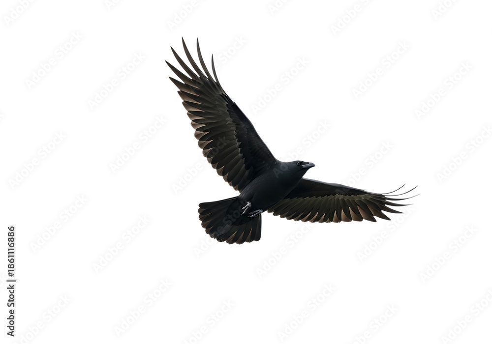 Fototapeta premium Black raven or crow flying with wings extended, isolated on transparent background