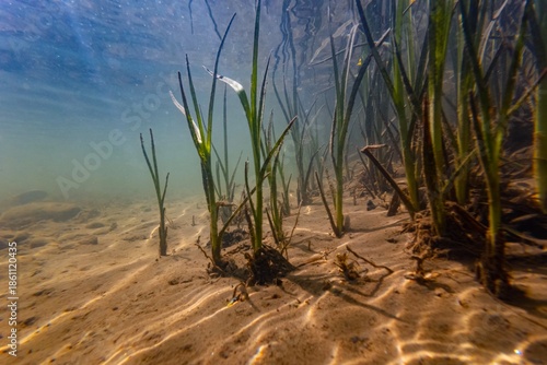bur-reed, bulrush marsh plant in shallow freshwater river Uzh, Uzhhorod, low visibility fast flow murky water, organic particle silt sediment pebble substrate, aquascape underwater, surface reflection