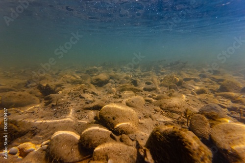 Obraz na płótnie river Uzh underwater bottom in Uzhhorod, shallow murky aquascape, organic partic