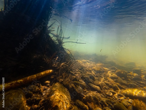 wooden driftwood tree on bottom aquascape, murky water, organic particle silt, sand alluvium sediment on pebble substrate after flood, green algae on stone, surface wave, shallow river Uzh in Uzhhorod