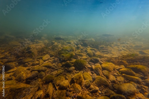 Konstfotografi trout juvenile fish, organic litter, sand silt alluvium sediment on pebble stone