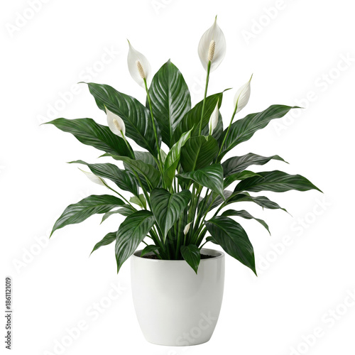 Canvas Print Lush peace lily plant in white ceramic pot