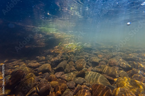 riverbank willow tree root and marsh grass plant, organic litter, low visibility fast flow murky water, green algae on pebble stone substrate, surface reflection, shallow water river Uzh, Uzhhorod