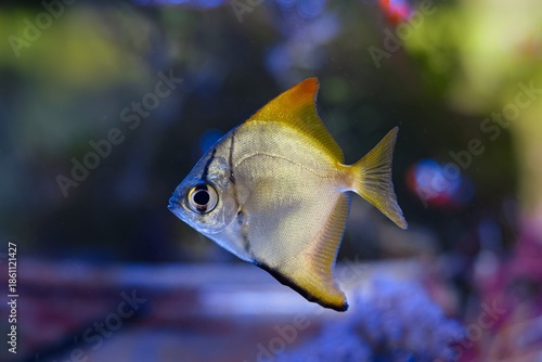 Monodactylus argenteus juvenile coloration in breeding reef marine aquarium, fluorescent moonyfish, experienced aquarist pet fish aquafarming, LED blue light, blur background bokeh, laminar current