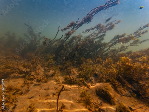 shallow underwater aquascape, organic particle silt, sand, alluvium sediment on pebble substrate after flood, myriophyllum aquatic plant dominate river Uzh in Uzhhorod, nature explration concept