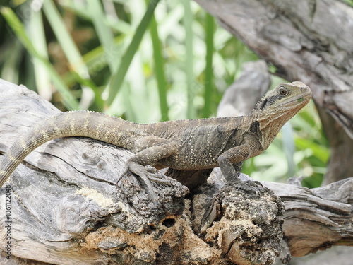 Water Dragon Lizard