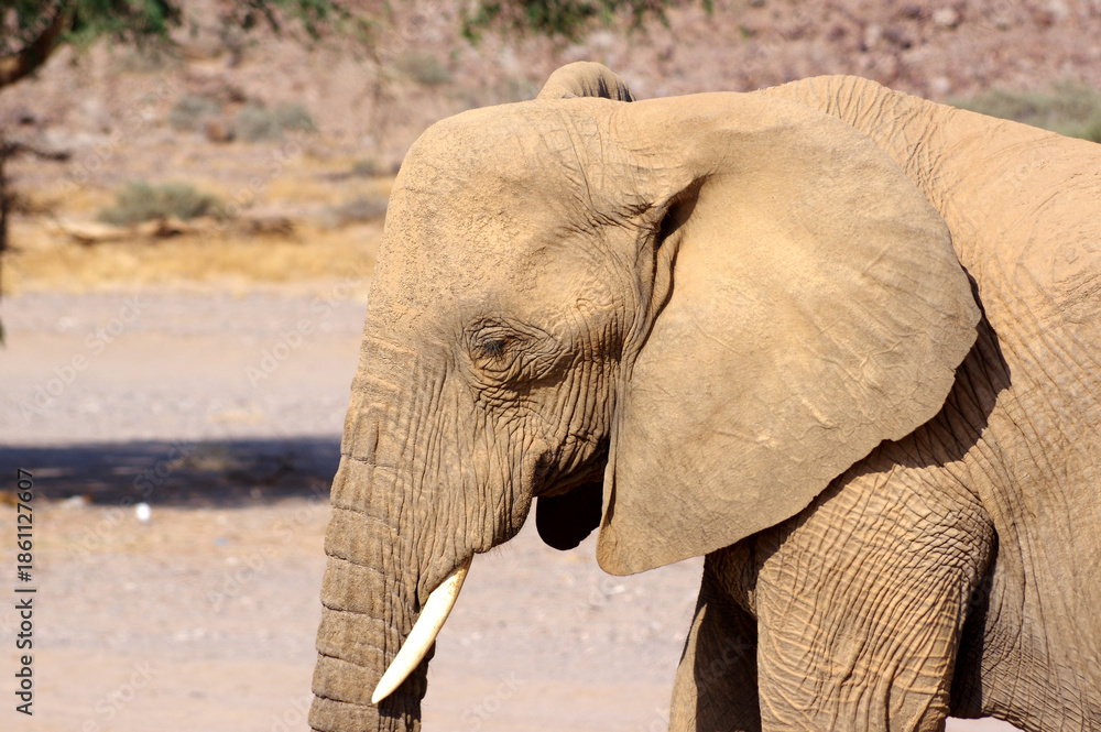 Obraz premium Éléphants en Namibie