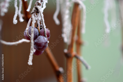 frozen grapes in vineyard close up