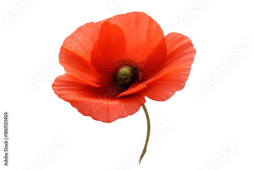 Vibrant Red Poppy Flower Isolated on a transparent background Image