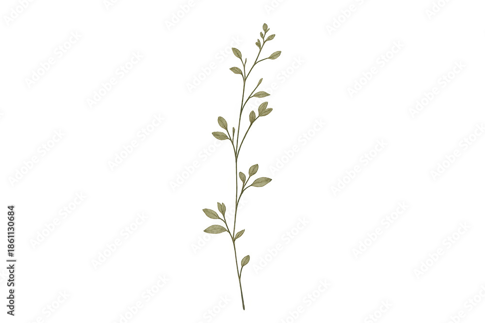 Fototapeta premium Olive Branch with Leaves on a transparent background, Design Element