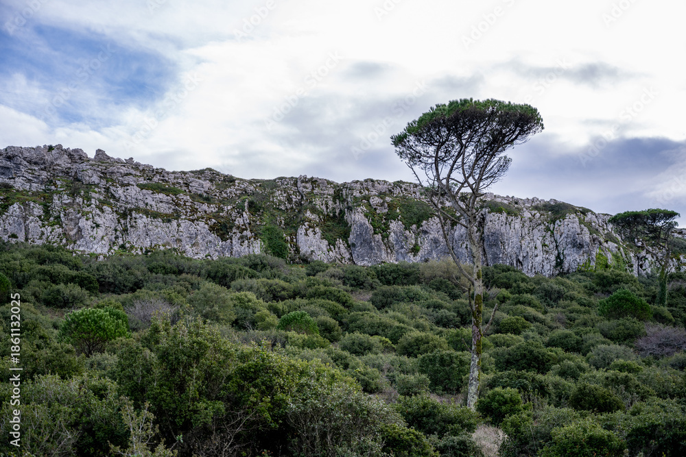 Fototapeta premium Curved mountain road beneath arching pine canopy
