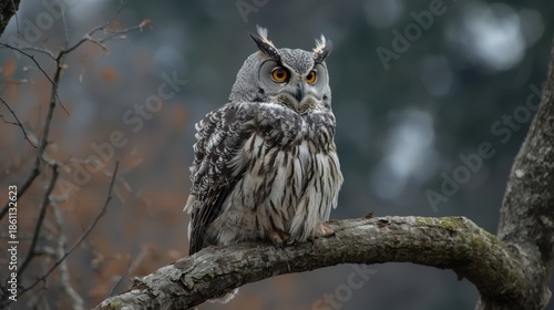 Owl perched on a branch