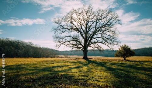 Wallpaper Mural Sunny landscape featuring a large, bare tree and a smaller evergreen on a field Torontodigital.ca