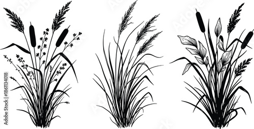 Wild reeds and cattails grass silhouettes set, swamp nature vegetation, river pampas plants, black botanical sketch, cad drawing flat vector illustration