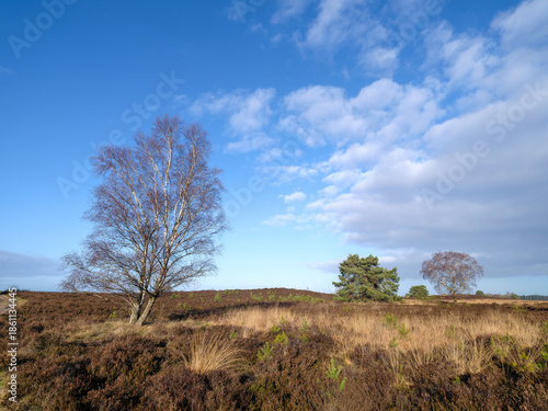 Nature reserve Elspeetse Heide, Gelderland province, The Netherlands