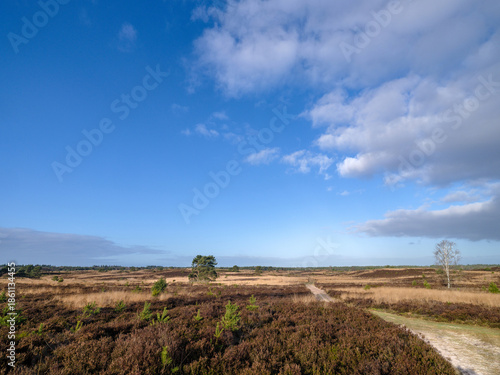 Nature reserve Elspeetse Heide, Gelderland province, The Netherlands