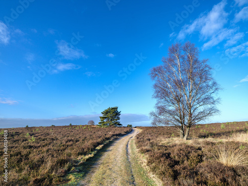 Nature reserve Elspeetse Heide, Gelderland province, The Netherlands