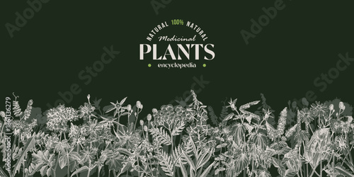 Healing herbs sketched seamless border