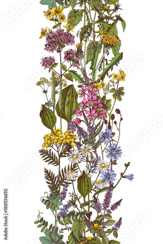 Medicinal plants vector seamless border