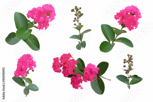 A collection of vibrant pink crape myrtle flowers and green foliage