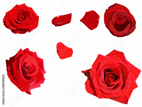 A collection of vibrant red roses and scattered petals on a white background