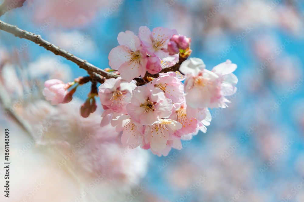 Obraz premium Cherry blossom sakura flowers on branch with blue bokeh background