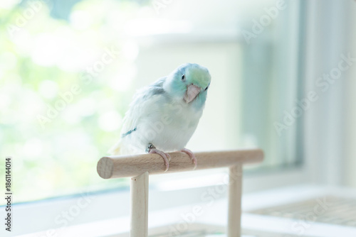 Portrait of a curious small Forpus bird staring with a funny face near the window.