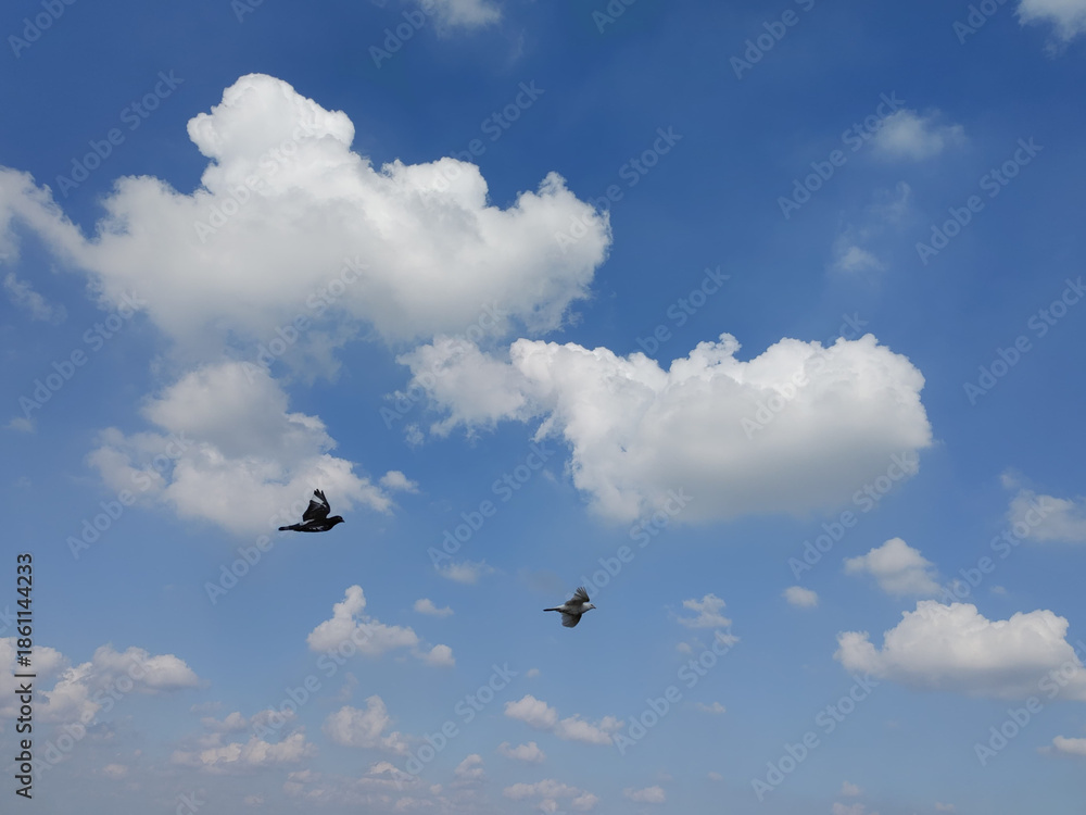Fototapeta premium Two Birds Soaring Across A Bright Blue Sky With Soft White Clouds In Flight.