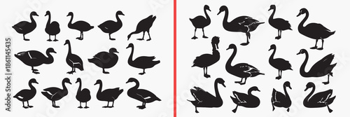 swan silhouette vector, elegant swan black silhouettes, water bird illustration set, graceful swan outline art, lake bird vector collection, bird icon set, swan clipart silhouettes, nature graphic ele