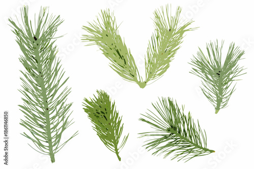 A collection of vibrant green pine needles isolated on a white background