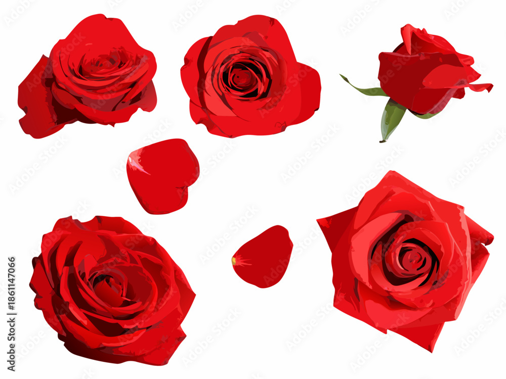 Fototapeta premium A vibrant collection of red roses and delicate petals on a white background