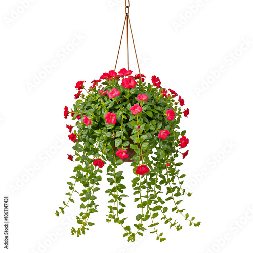 Bright Pink Flowers in a Hanging Planter Display Lovely Colors and Vibrant Gr...