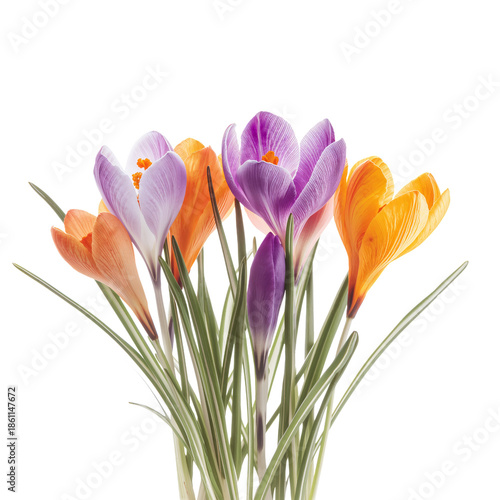Colorful Crocus Flowers Arranged in a Bunch on a White Background