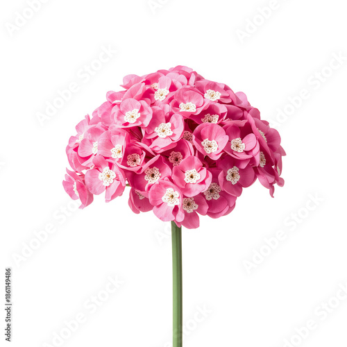 Two Pink Flowers With Petals and Edges in Clear Background During Day Time