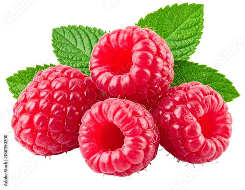 Ripe rasberry raspberry fruit plant isolated on white background
