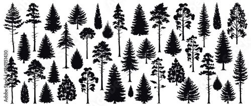 Pine Tree Silhouettes Vector Set, Evergreen Forest Firs and Spruces Black Shapes, Wild Nature Woodland Trees Templates on White Background