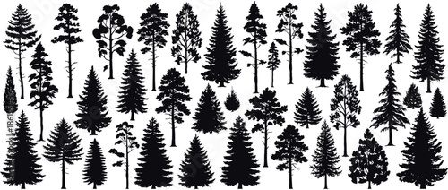 Pine Tree Silhouettes Vector Set, Evergreen Forest Firs and Spruces Black Shapes, Wild Nature Woodland Trees Templates on White Background