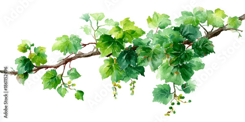 Green vine branch with leaves and grapes isolated on white background, illustration