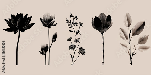 Black and white floral illustrations set isolated on white background, illustration