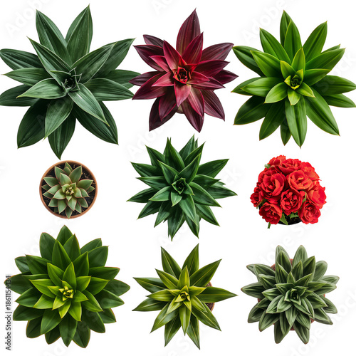Different Types of Plants Arranged on a White Background for Gardening or Dec...