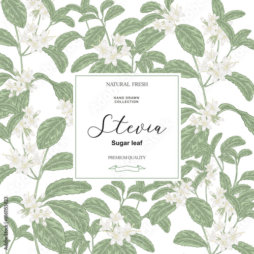 Stevia background. Hand drawn Stevia plant with flowers. Vector illustration.