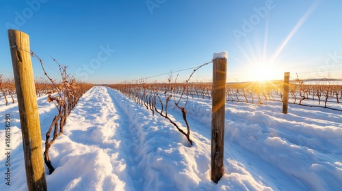 Wallpaper Mural Primitivo di Manduria vines draped in snow in rural Apulia during winter Torontodigital.ca