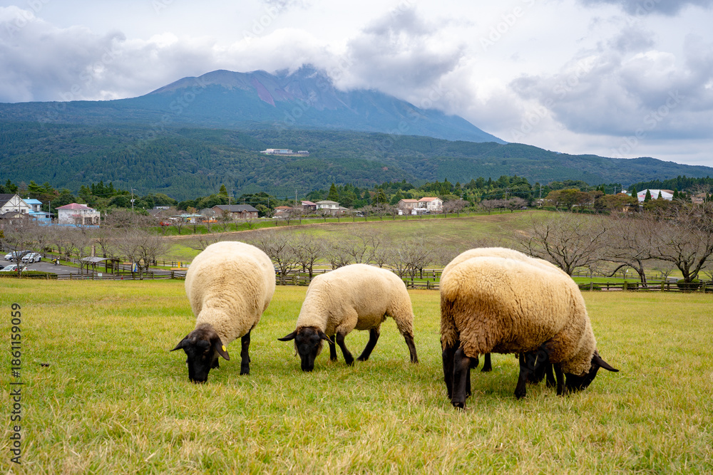 Fototapeta premium 高千穂牧場の羊と霧島連山の風景